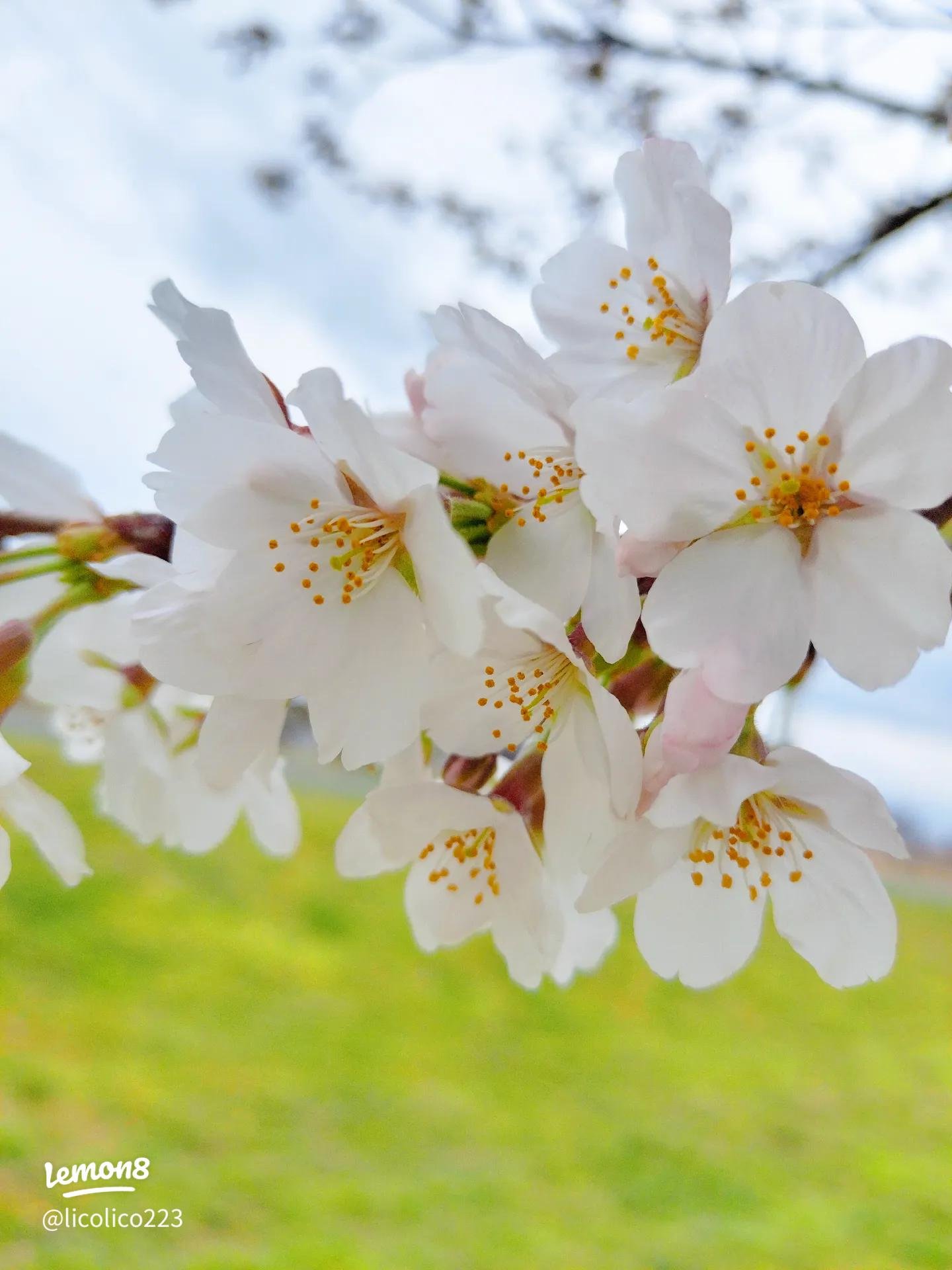 🌳 기타카시와 후루사토 공원 이미지 7